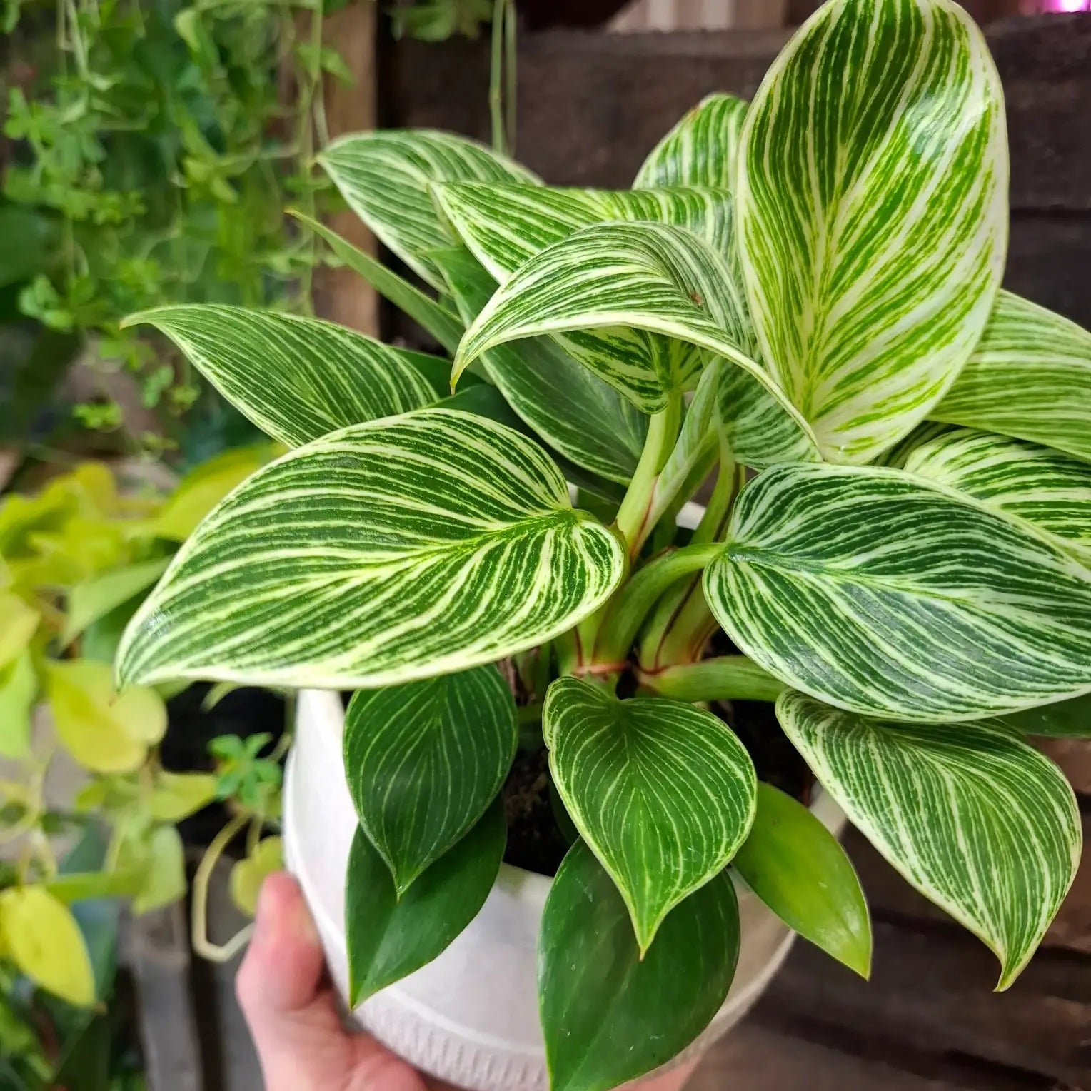 Philodendron Birkin