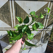 Epipremnum Aureum