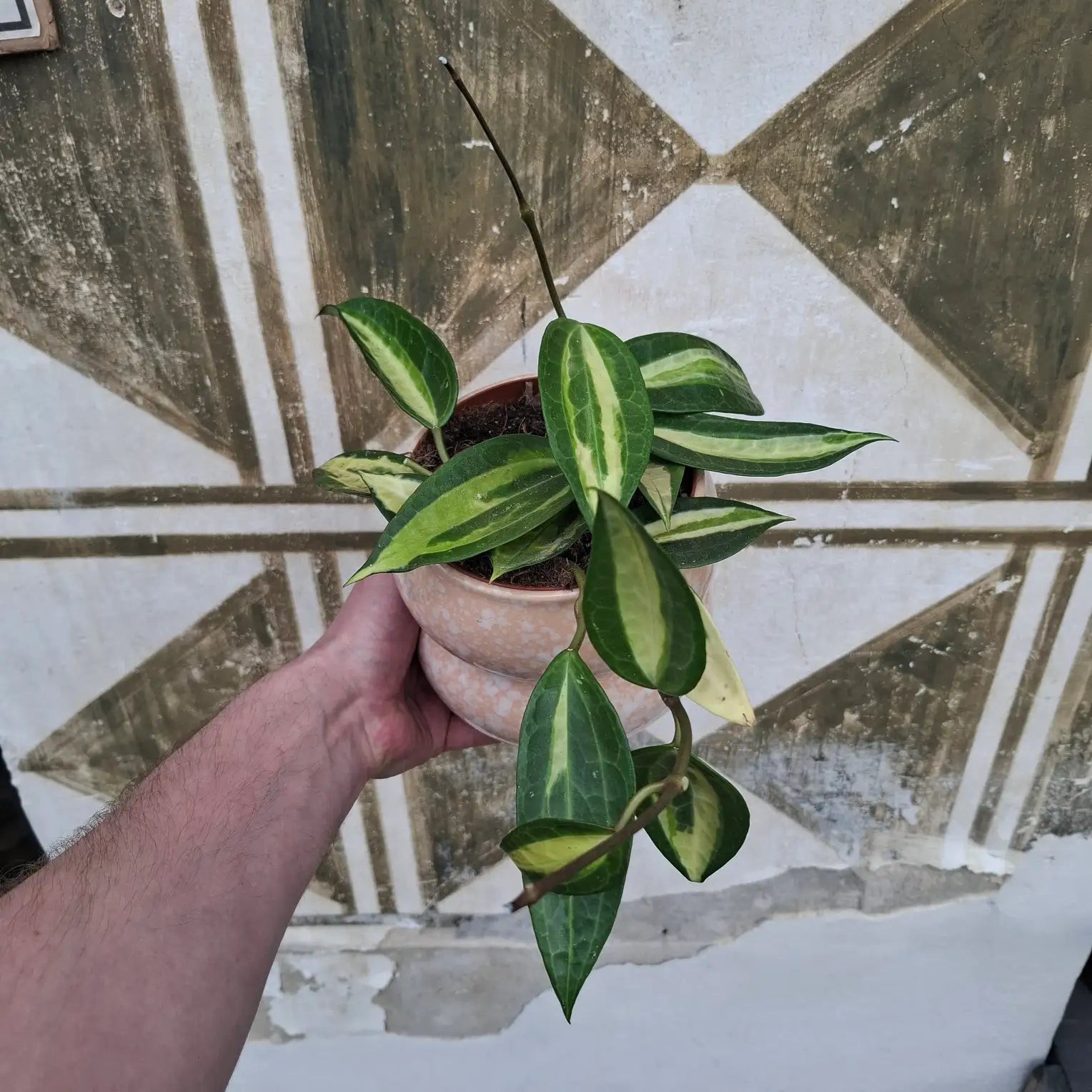 Hoya Macrophylla "Pot of Gold"