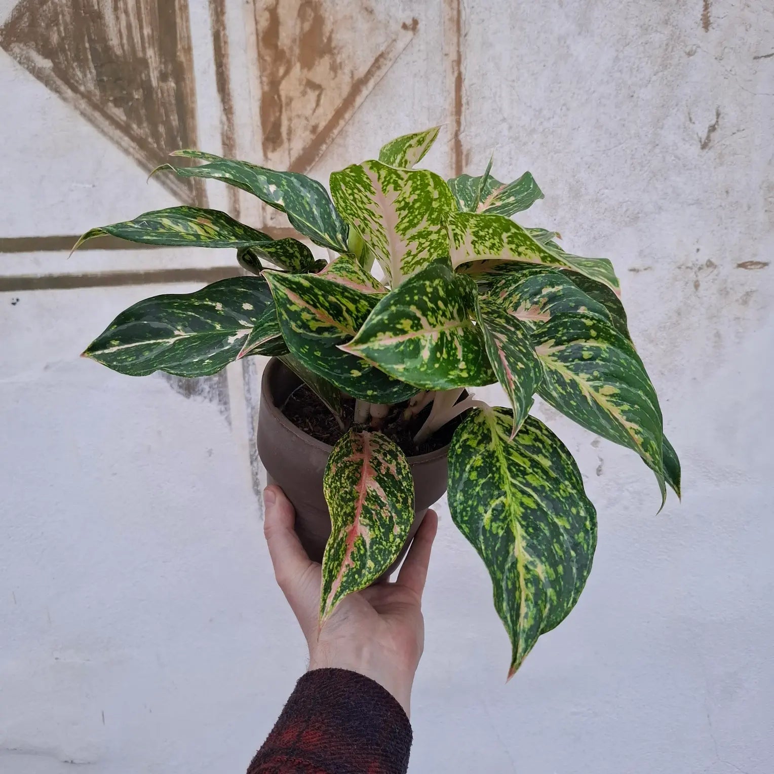 Aglaonema Pistachio Pink