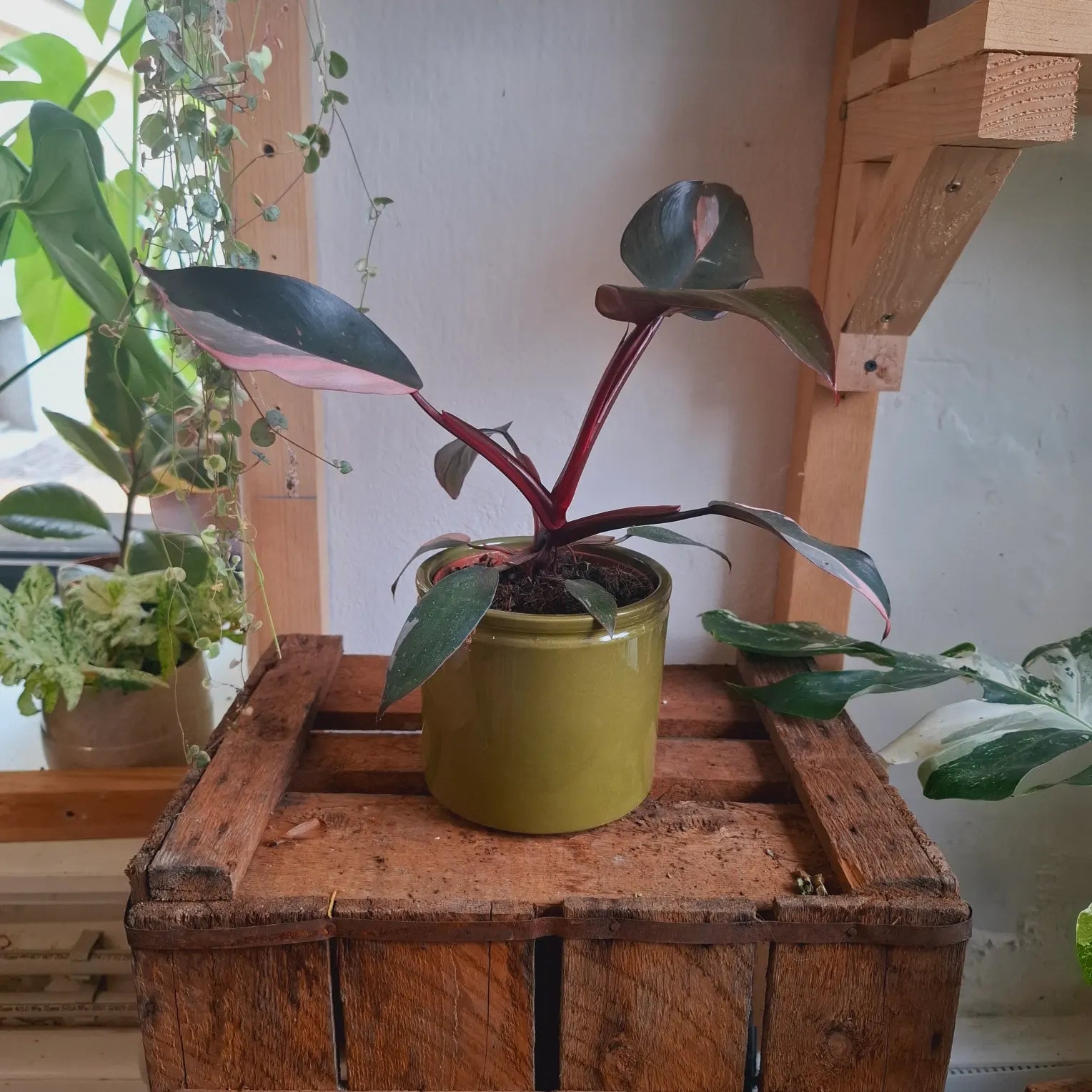 Philodendron Pink Princess