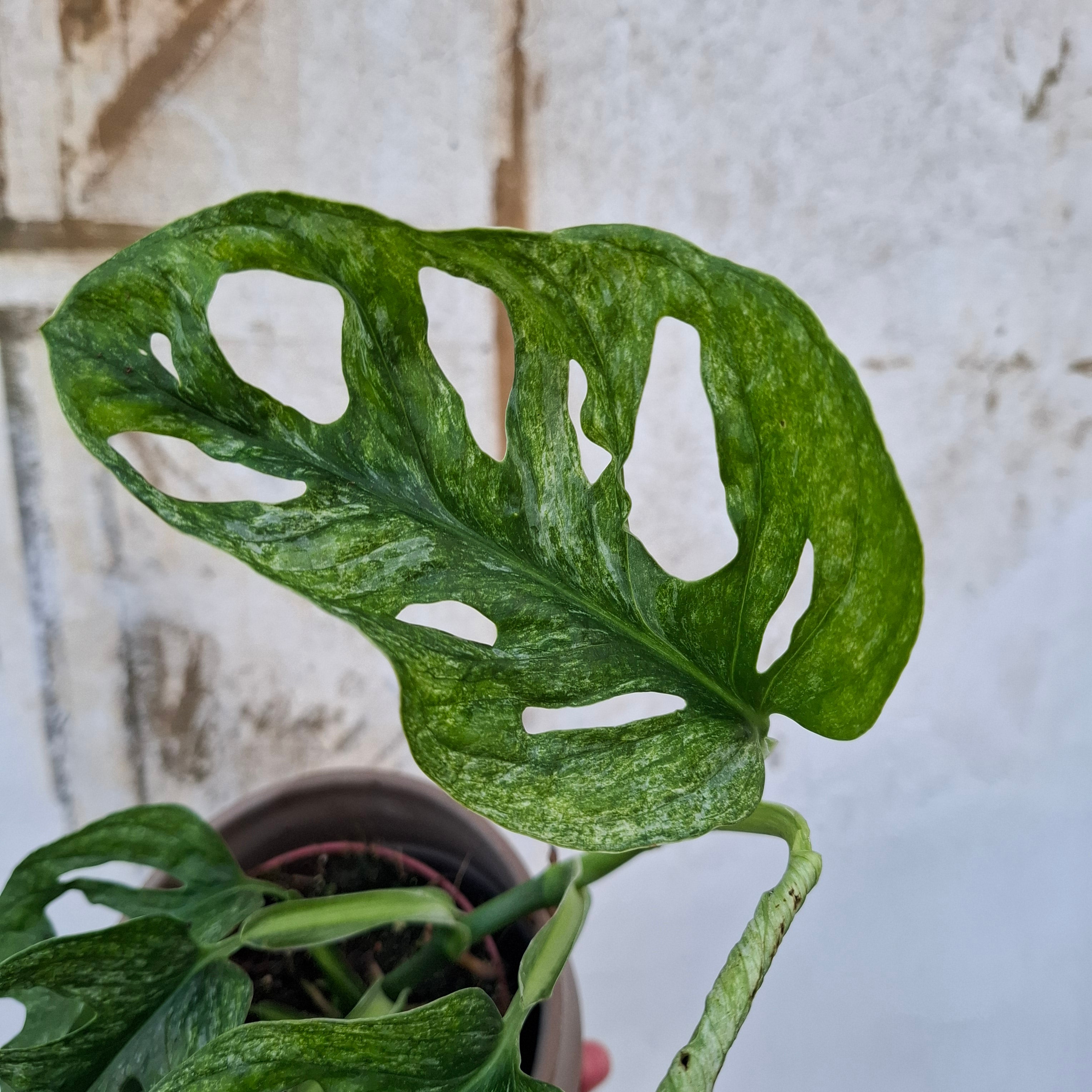 Monstera Adansoni Mint