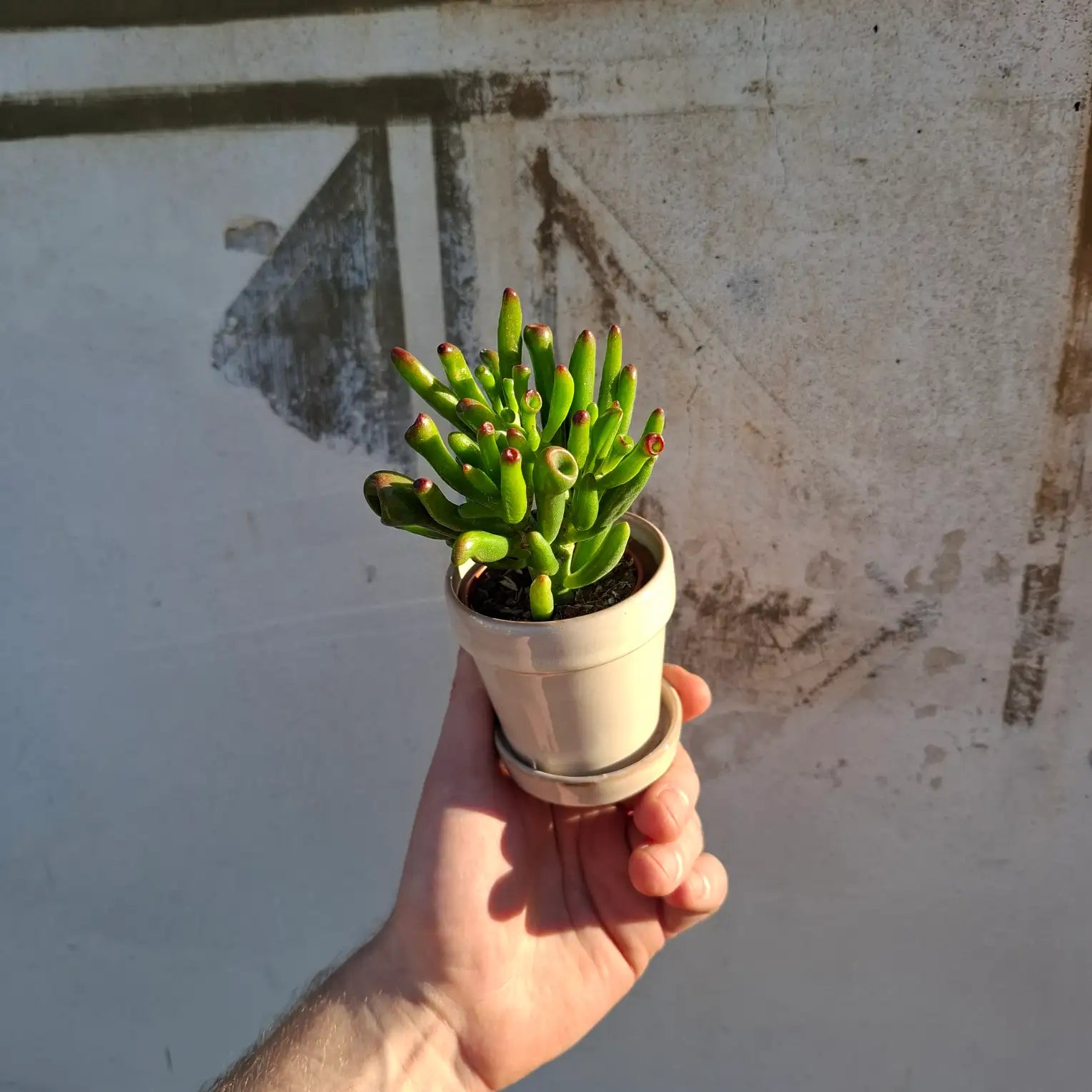 Crassula ovata "Gollum"