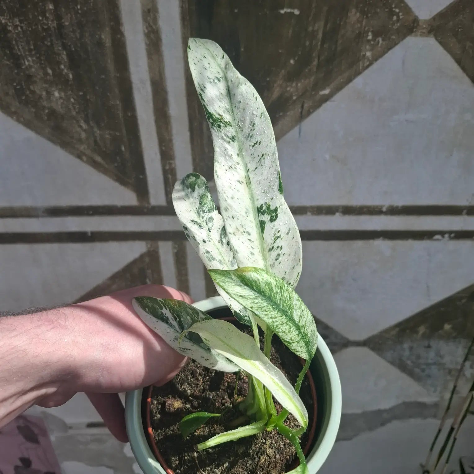 Rhaphidophora Puberula "Variegata"