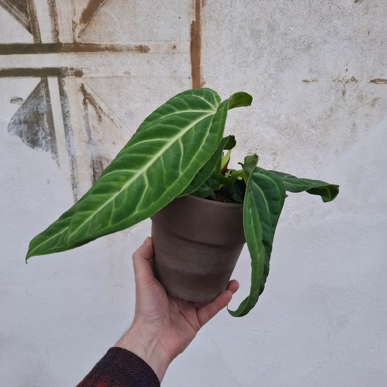 Anthurium villenaorum