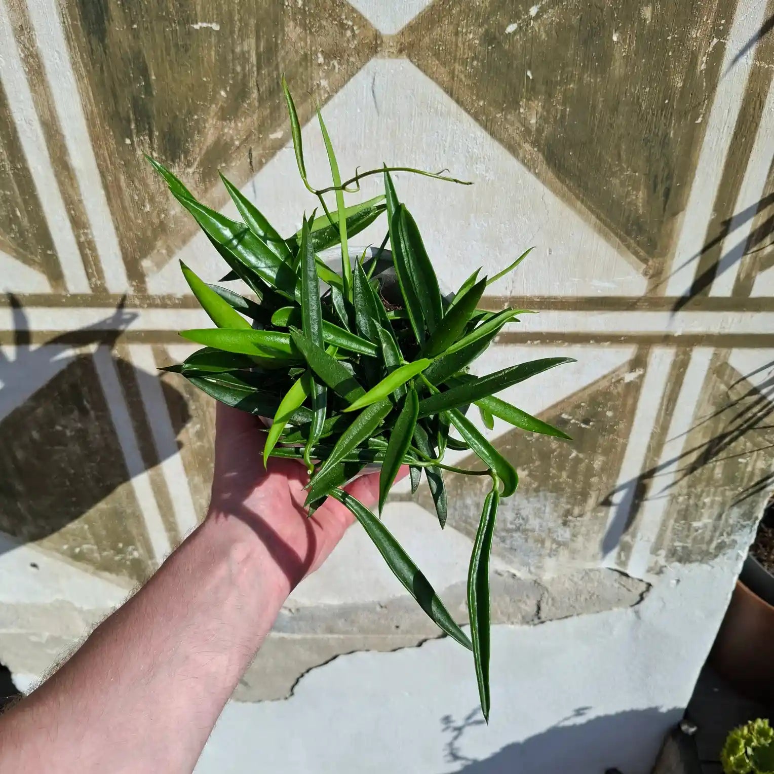 Hoya longifolia