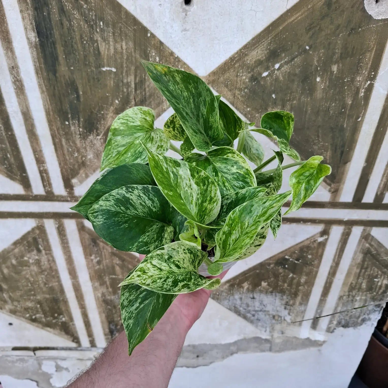 Epipremnum "Marble Queen"