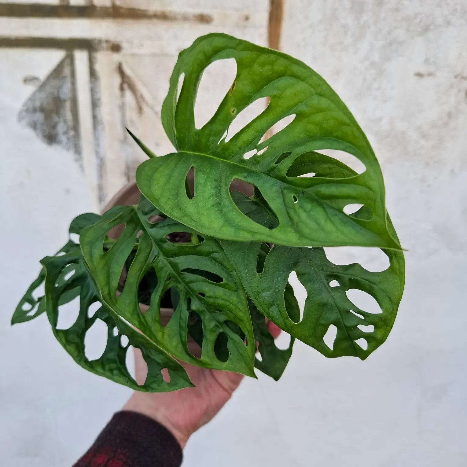 Monstera Adansonii