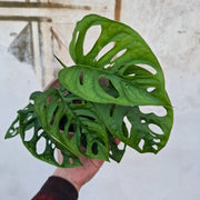 Monstera Adansonii