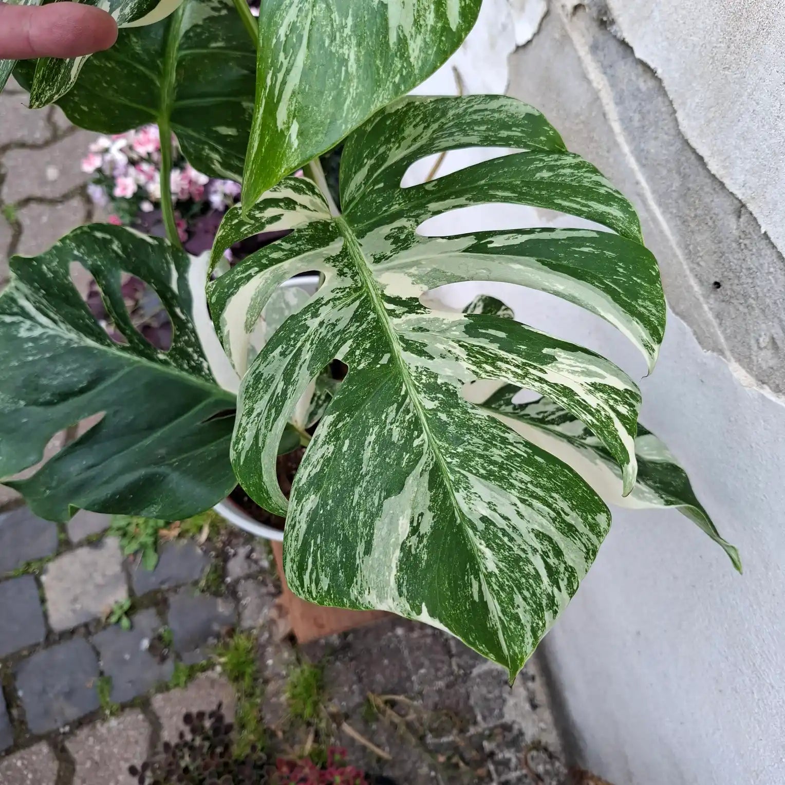 Monstera Deliciosa Albo Variegata (Konkrétny kus 2)