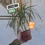 Draceana Ďoďko
