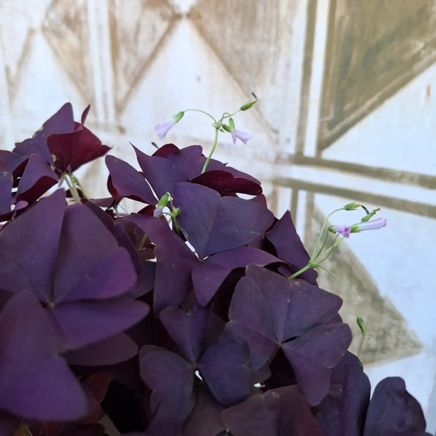 Oxalis Triangularis