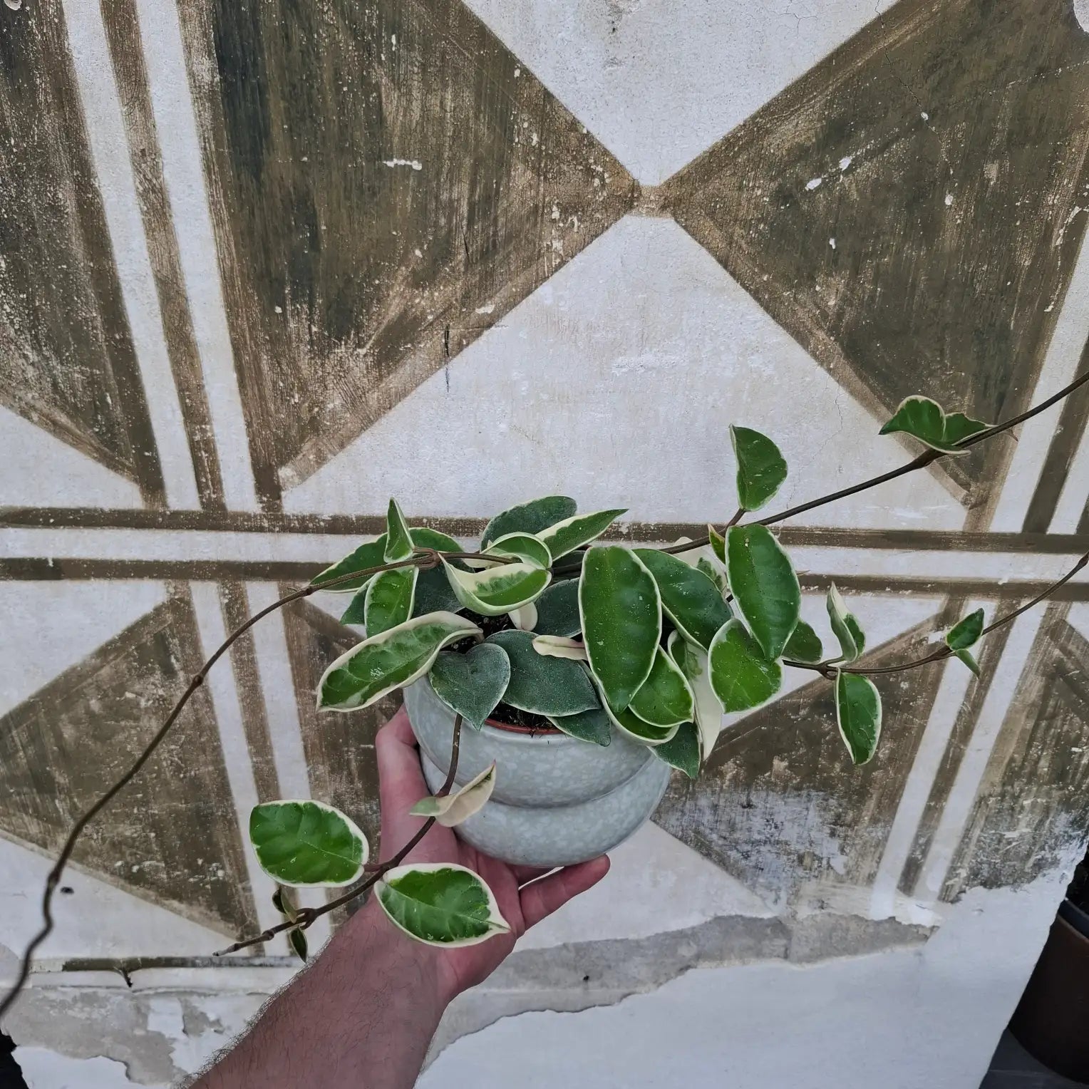 Hoya Crimson Queen
