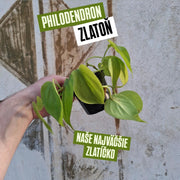 Philodendron Zlatoň