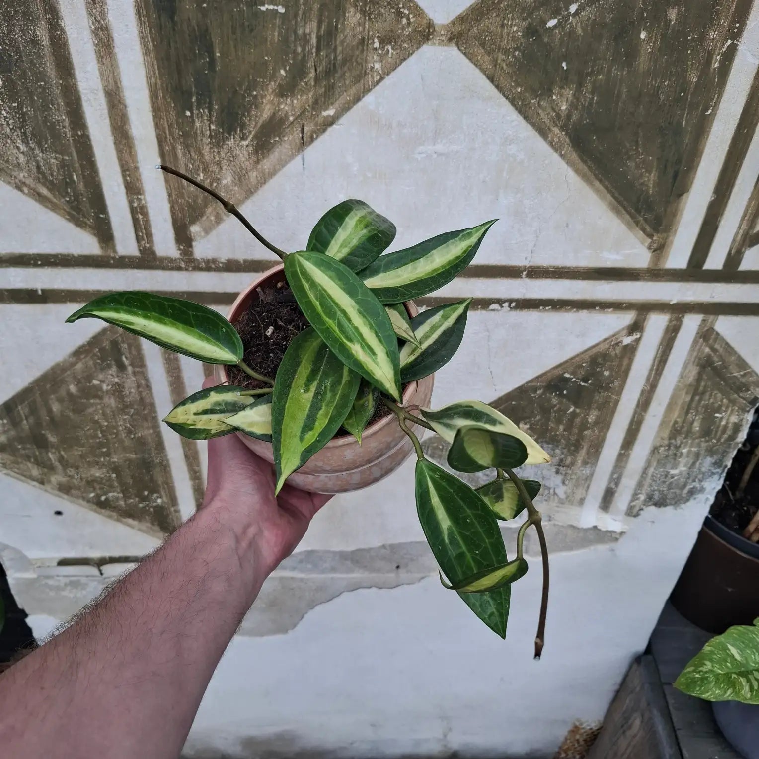 Hoya Macrophylla "Pot of Gold"
