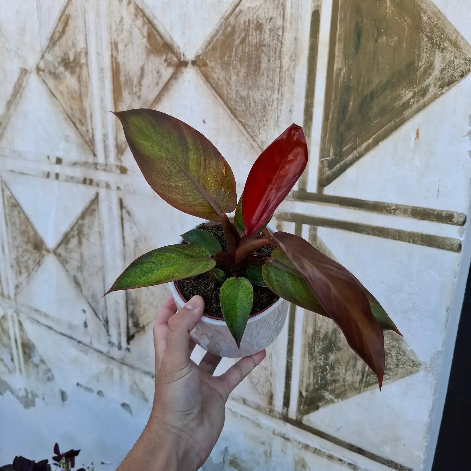 Philodendron ‘Red Sun’