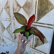 Philodendron ‘Red Sun’