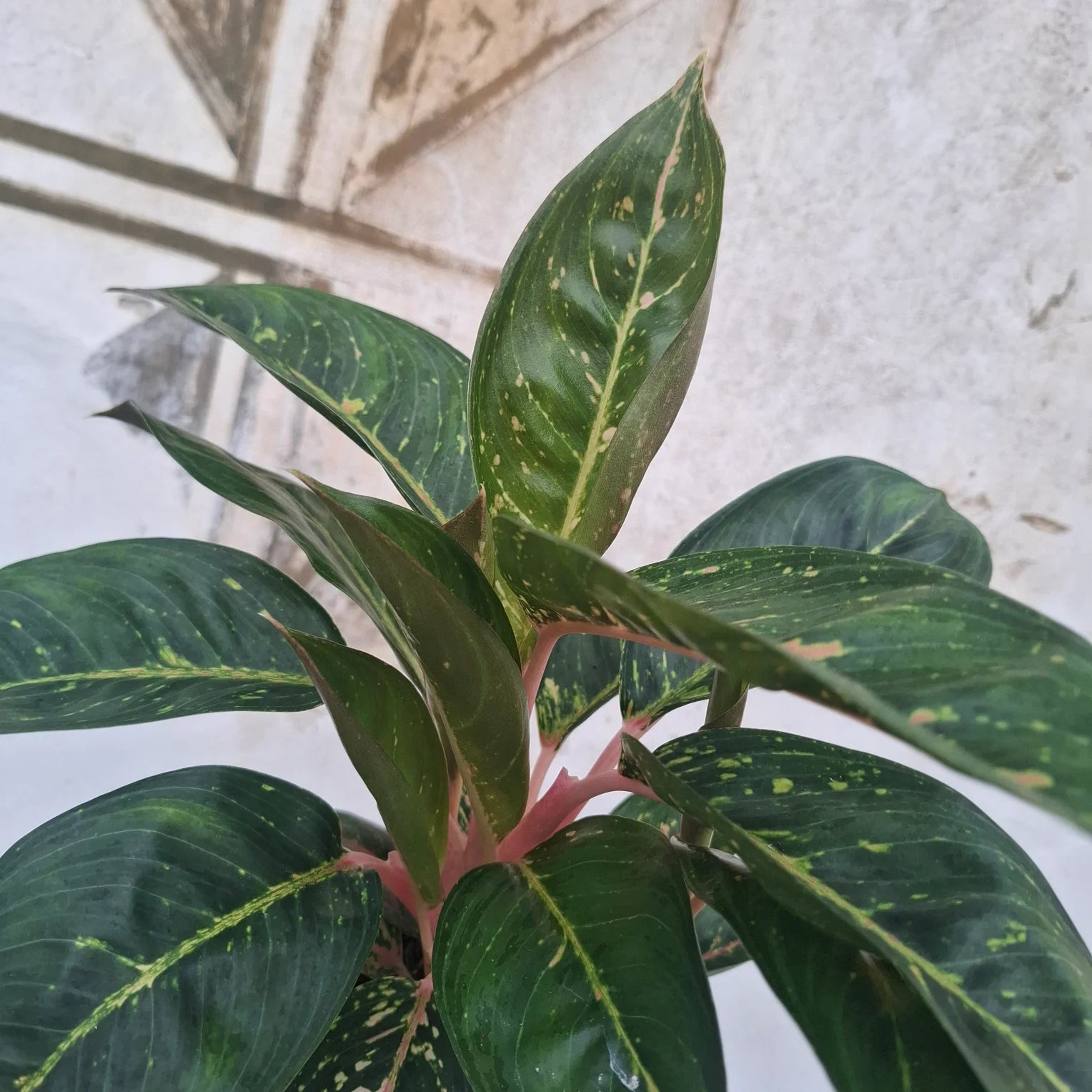 Aglaonema Sparkling Sarah