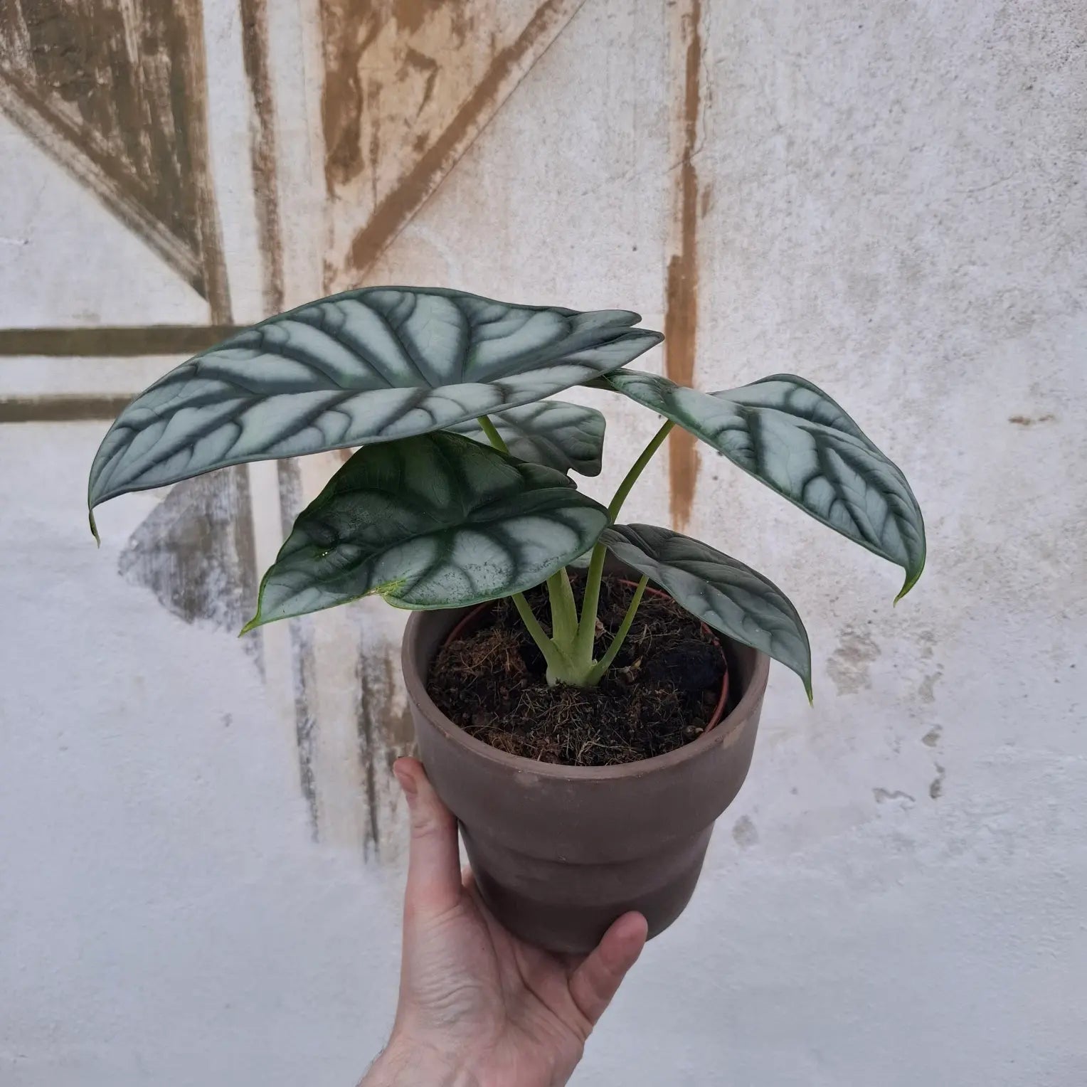 Alocasia Silver Dragon