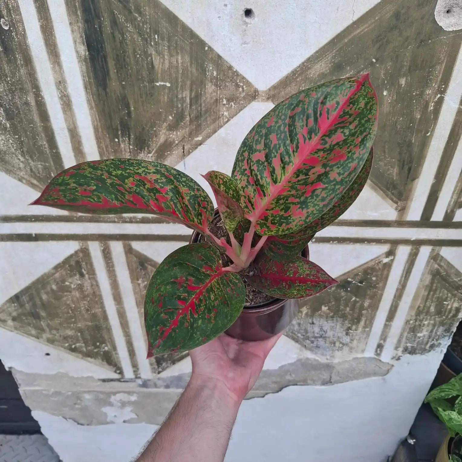 Aglaonema Red Peacock