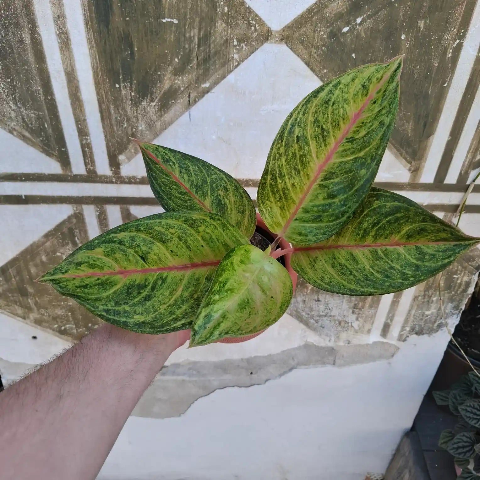 Aglaonema Grand Blossom