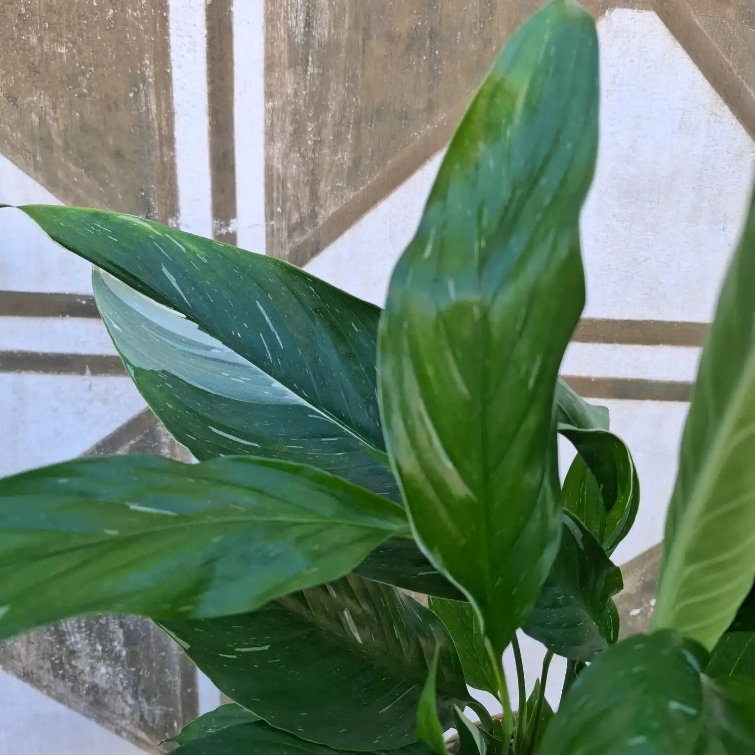 Spathiphyllum Diamond Variegata (Panašovaný lopatkovec)