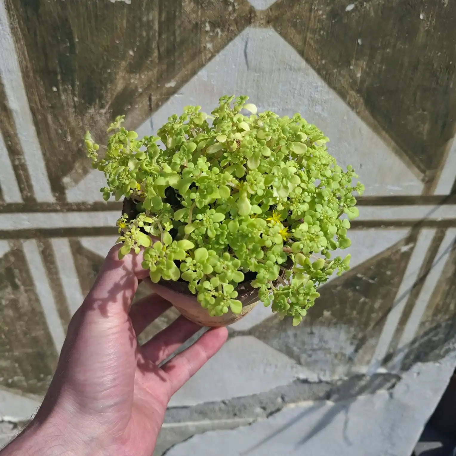 Sedum makinoi 'Kosmosje' Yellow
