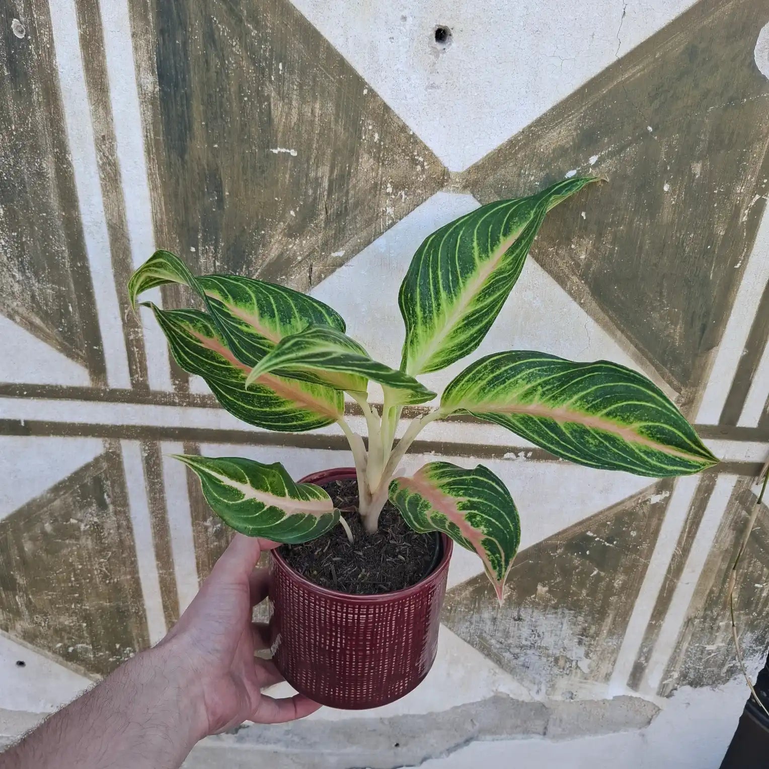 Aglaonema Eyecatcher