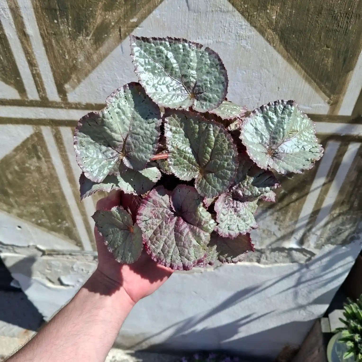 Begonia ‘Silver Dragon’
