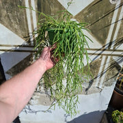 Hoya linearis