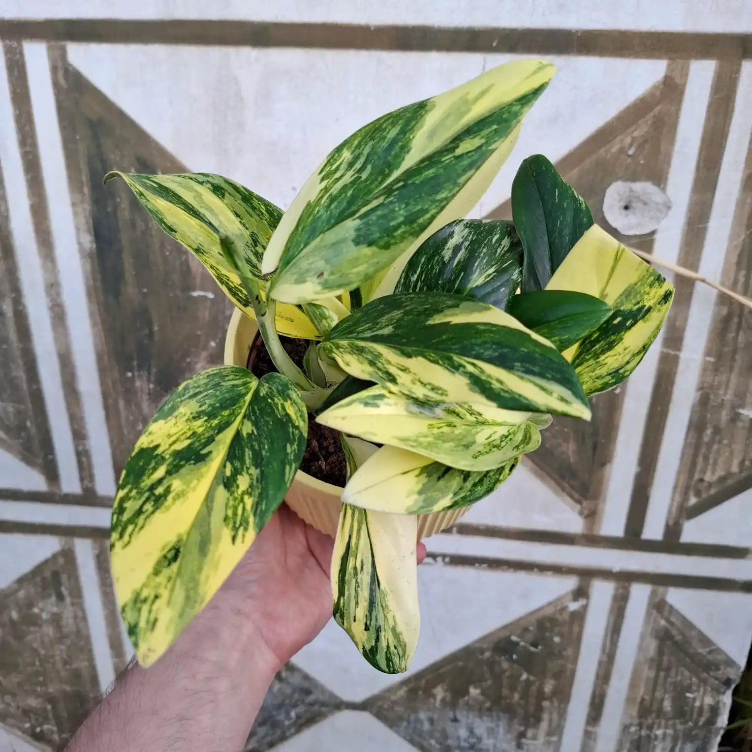 Monstera Standleyana Aurea