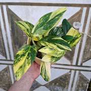 Monstera Standleyana Aurea