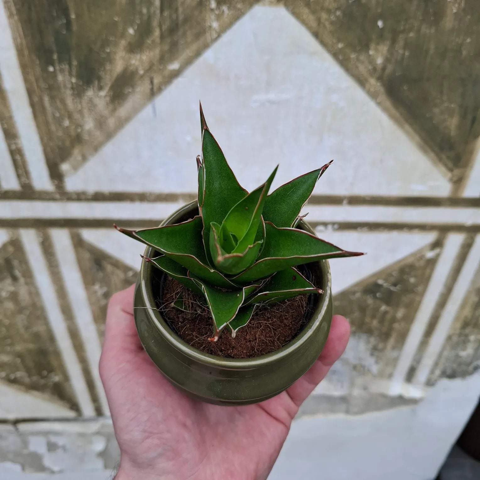 Baby Sansevieria Ehrenbergii "Samurai"