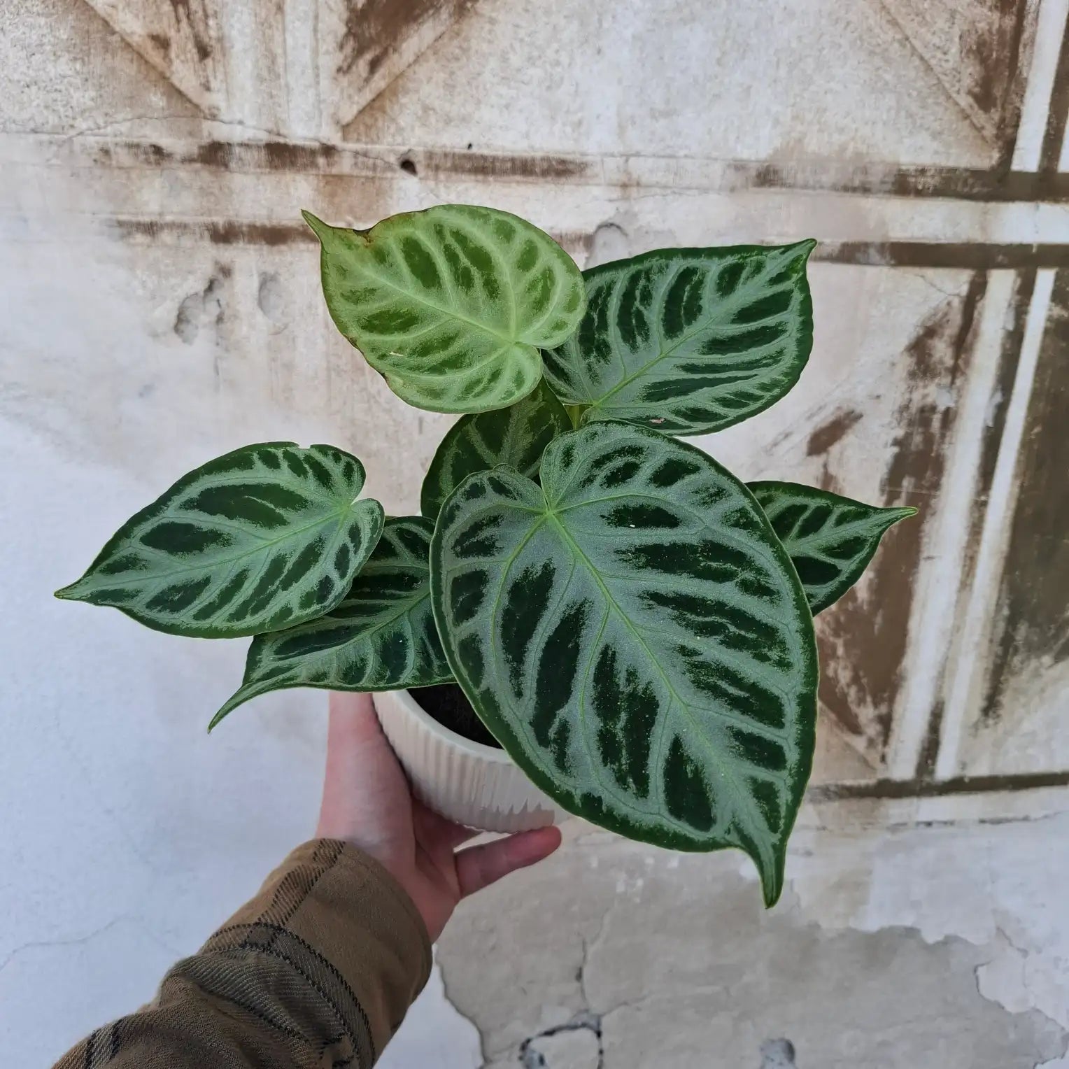 Anthurium Silver Blush