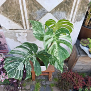 Monstera Deliciosa Albo Variegata (Konkrétny kus 4)
