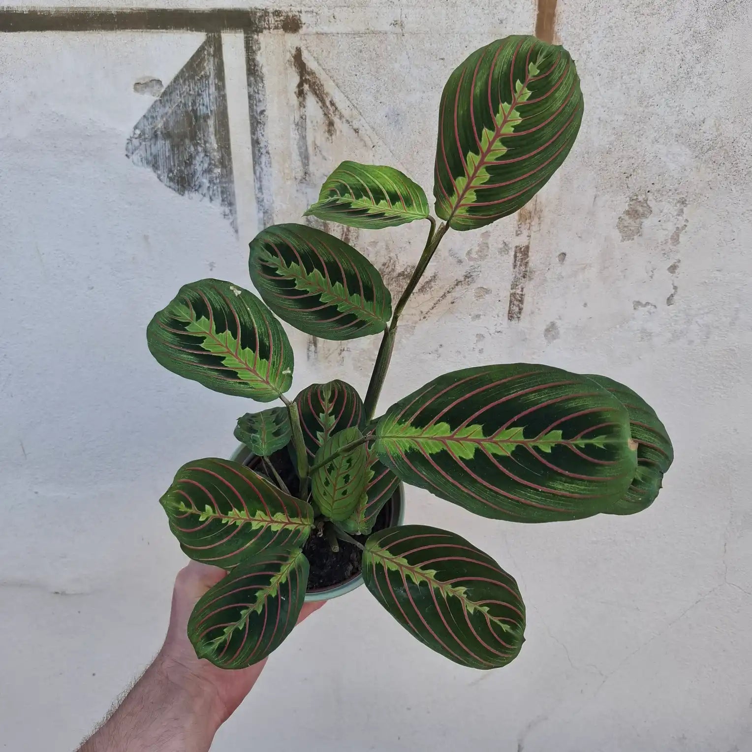 Maranta Leuconera 'Fascinator'