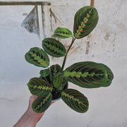 Maranta Leuconera 'Fascinator'