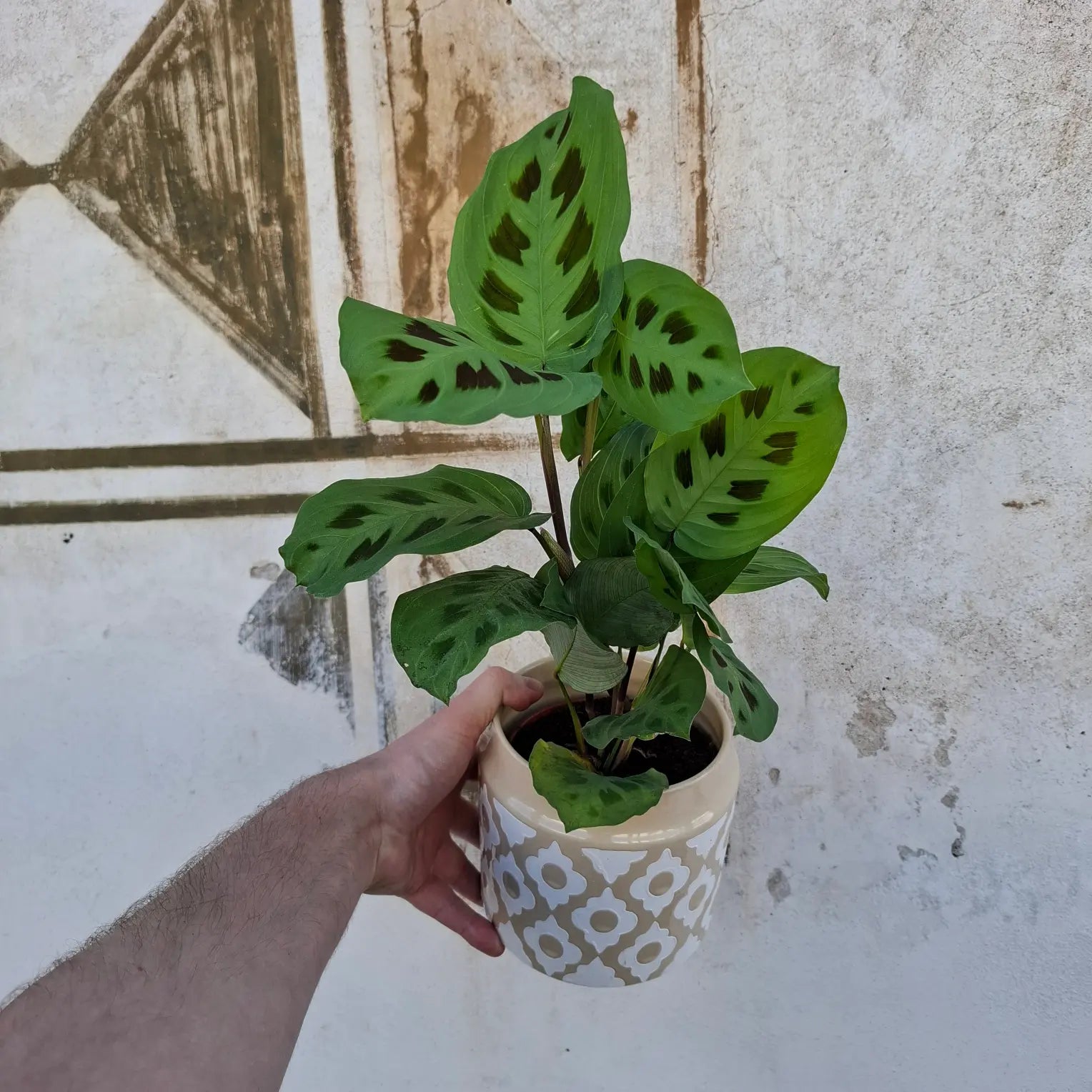 Maranta kerchoveana