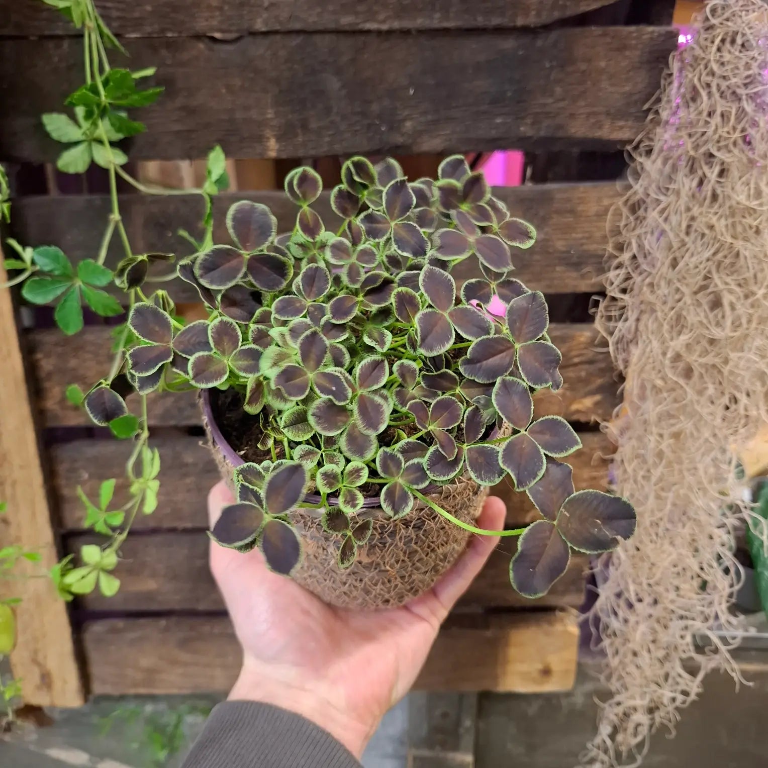 Trifolium 'Dark Debbie'