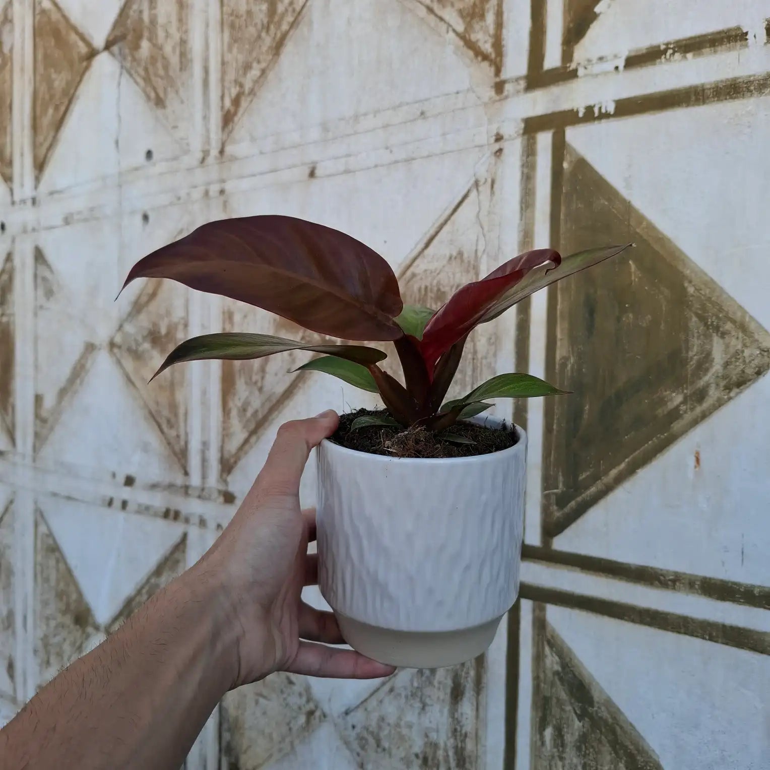 Philodendron ‘Red Sun’