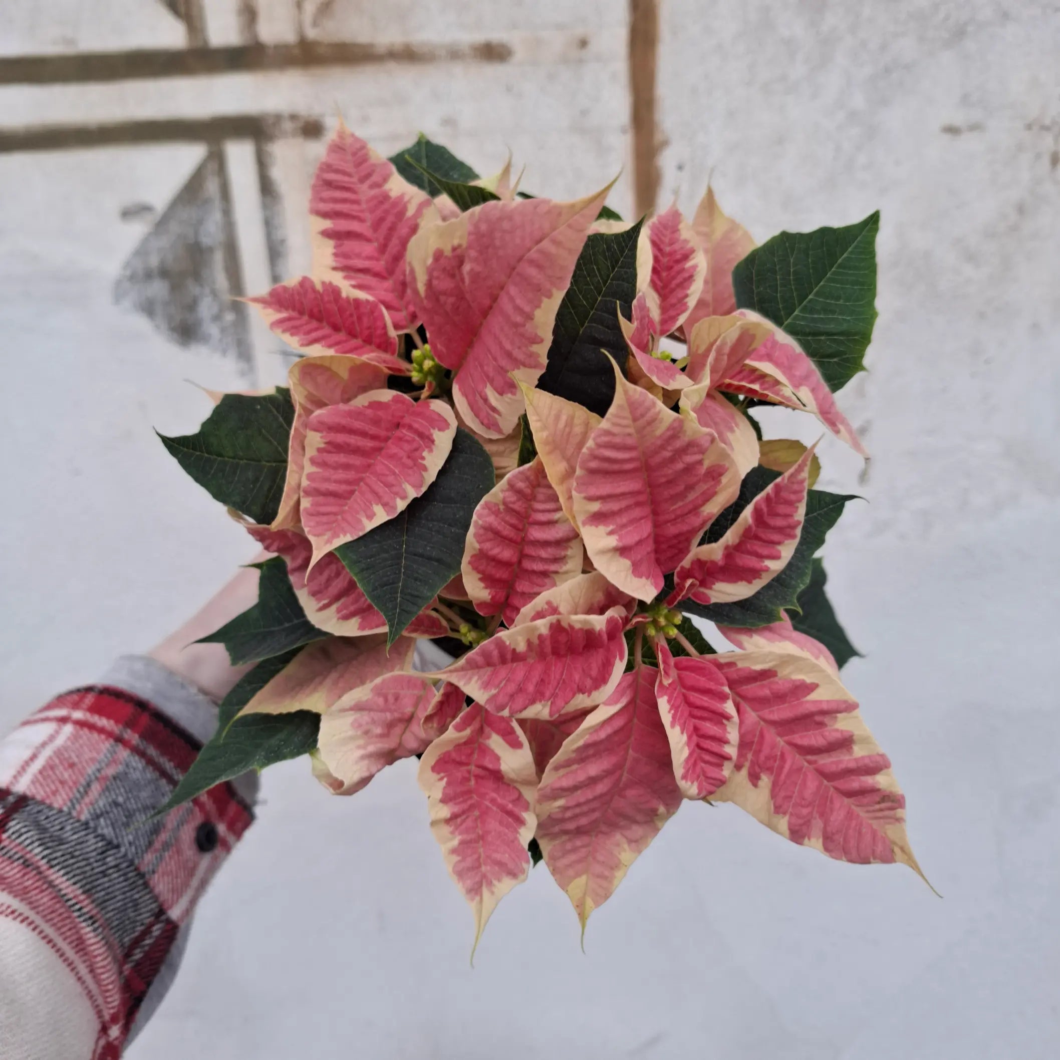 Poinsettia 'Beauty Marble' (Vianočná ruža)