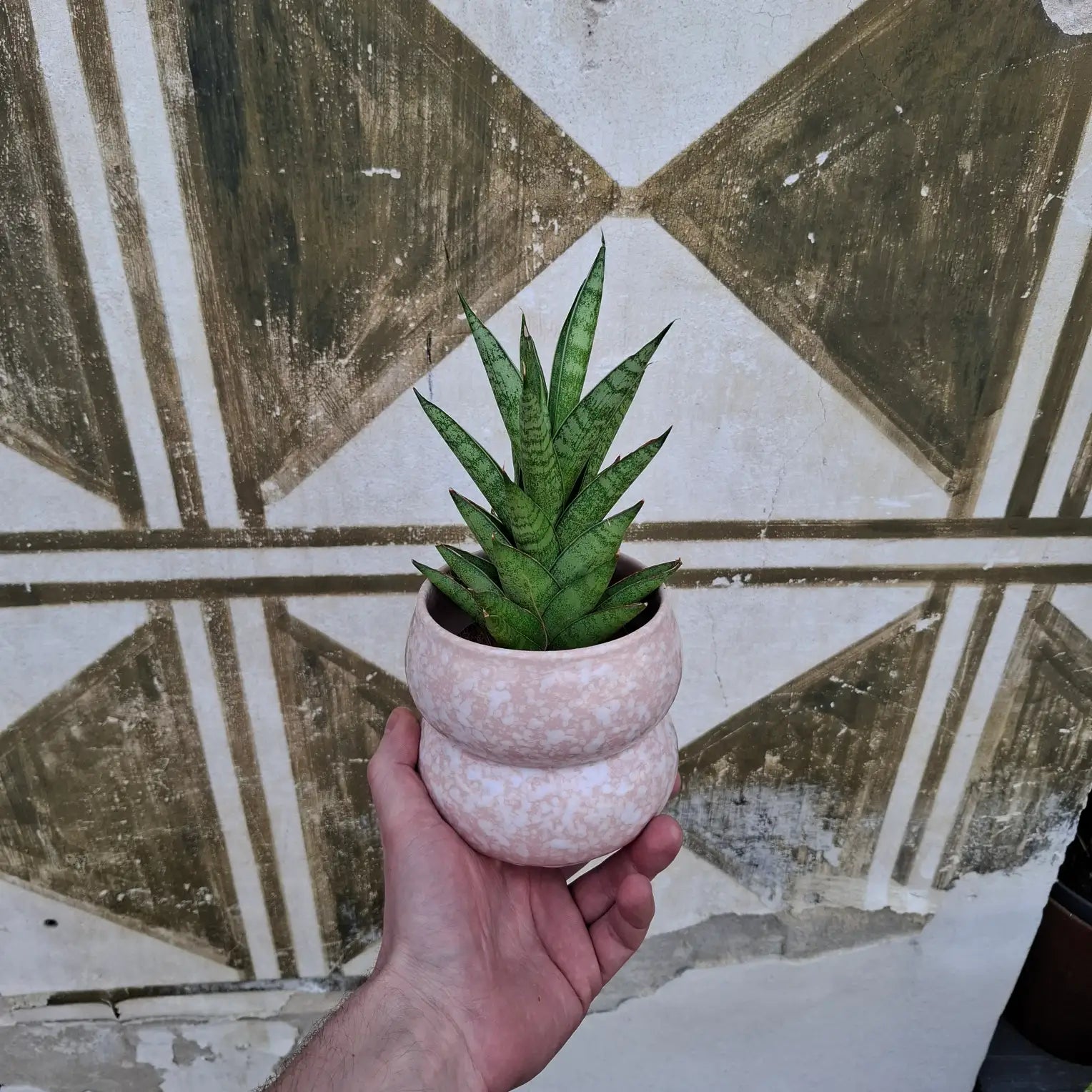 Sansevieria Francisii