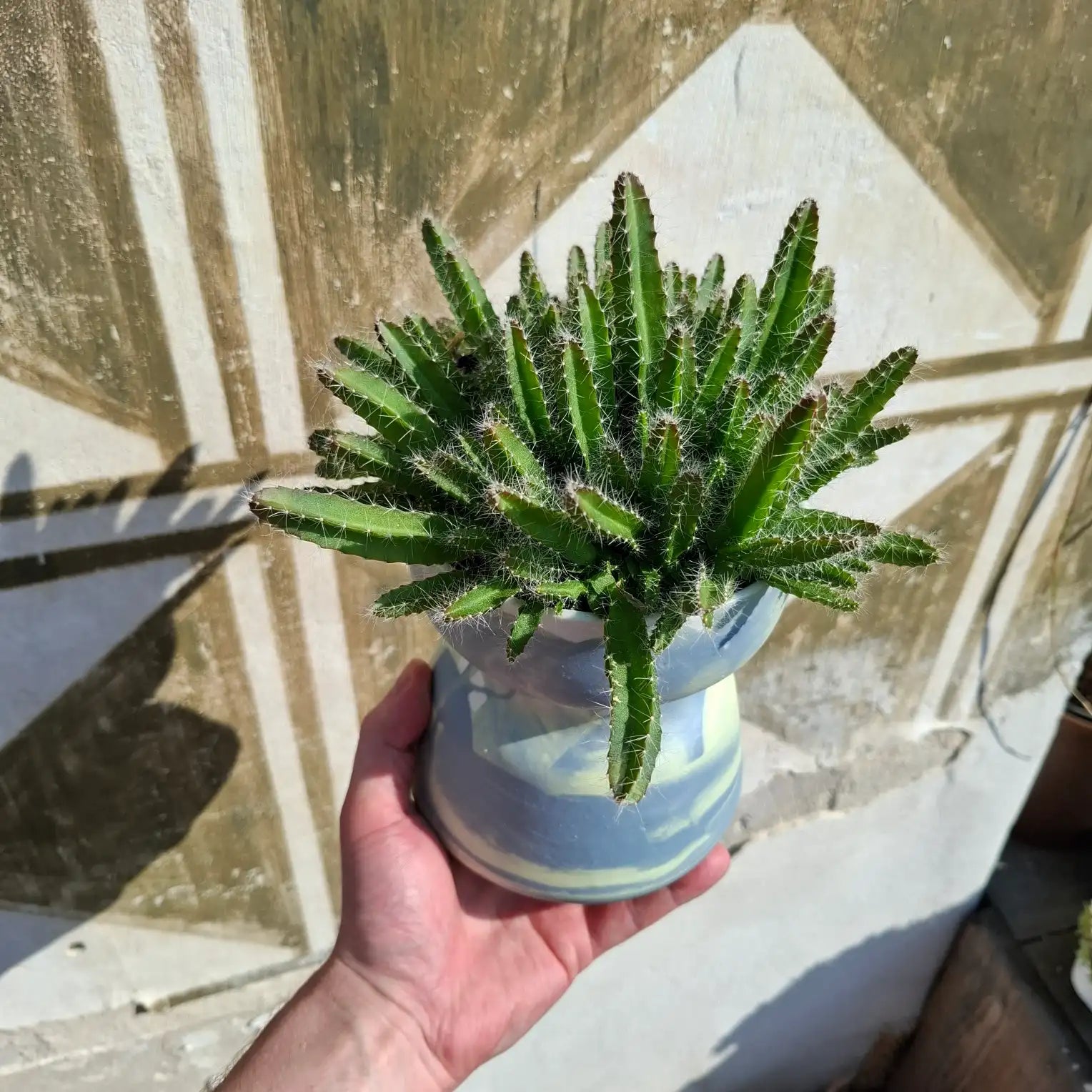 Hylocereus undatus (Dračie ovocie - Pitahaya)