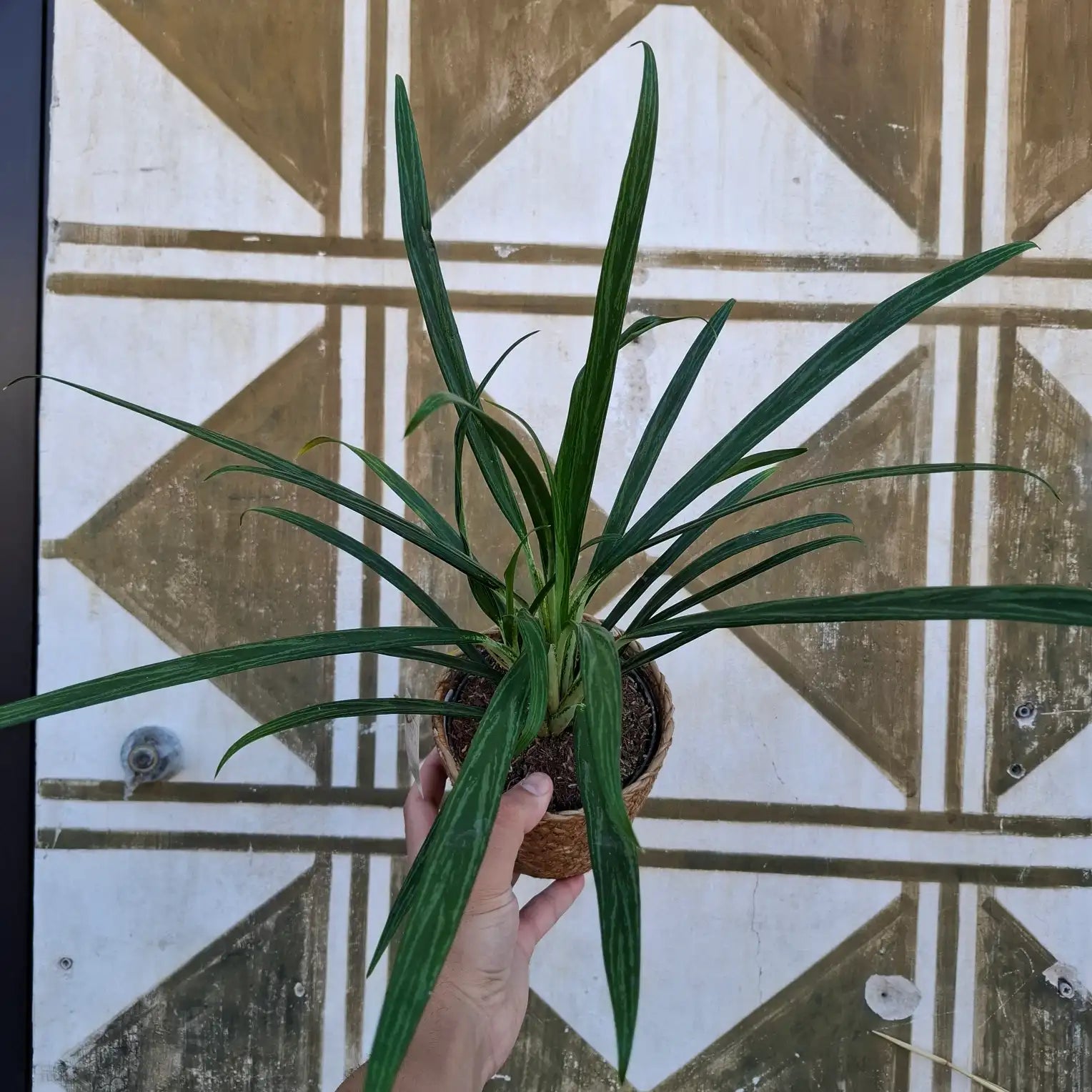 Aglaonema Slim Jim