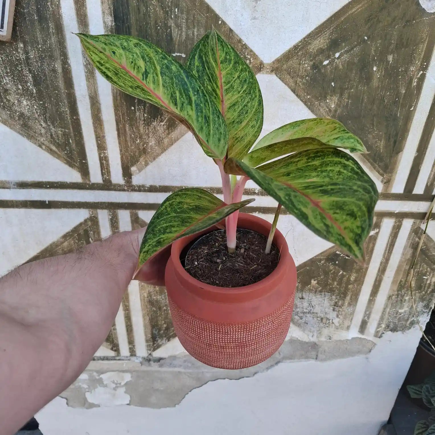 Aglaonema Grand Blossom