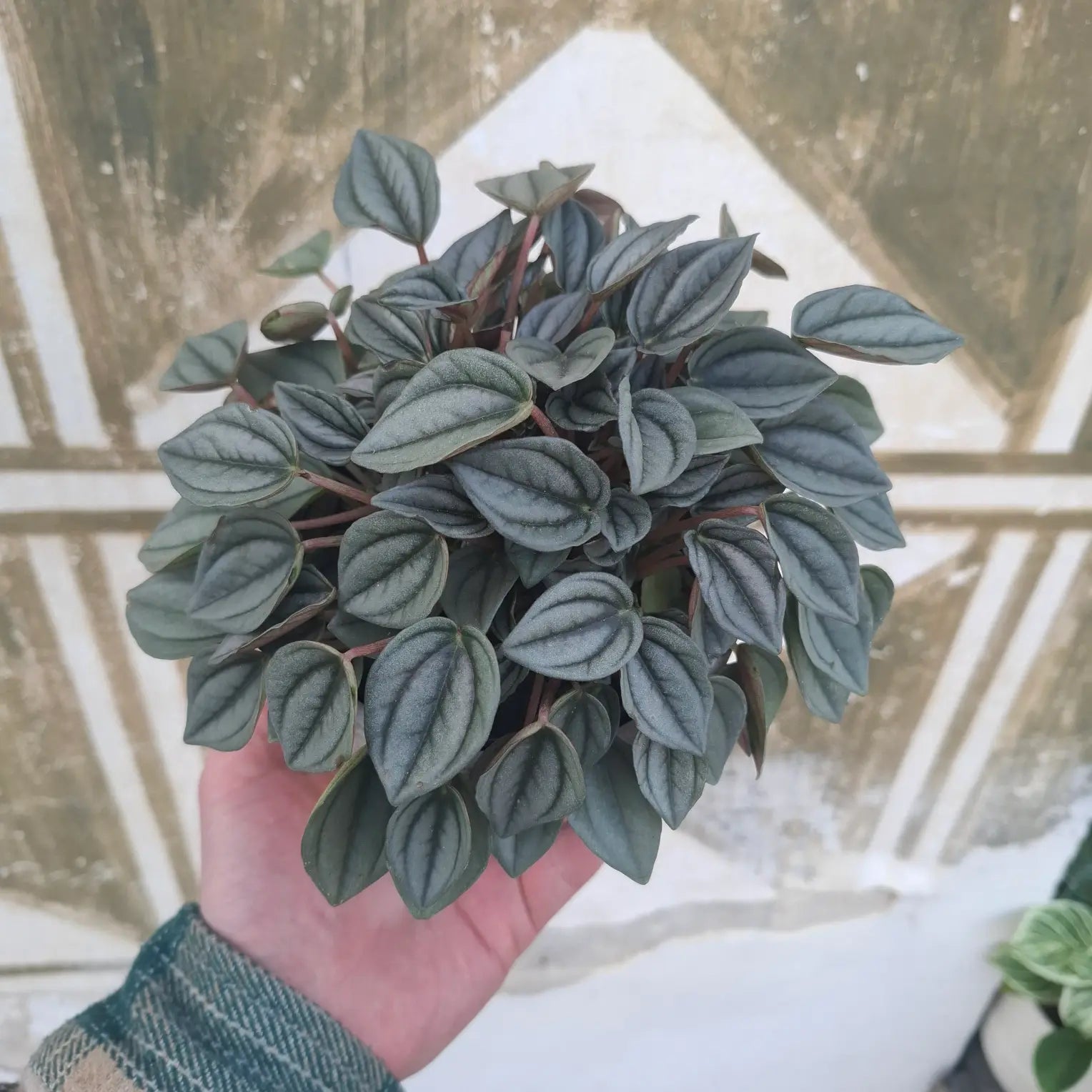 Peperomia Albovittata "Piccolo Banda"