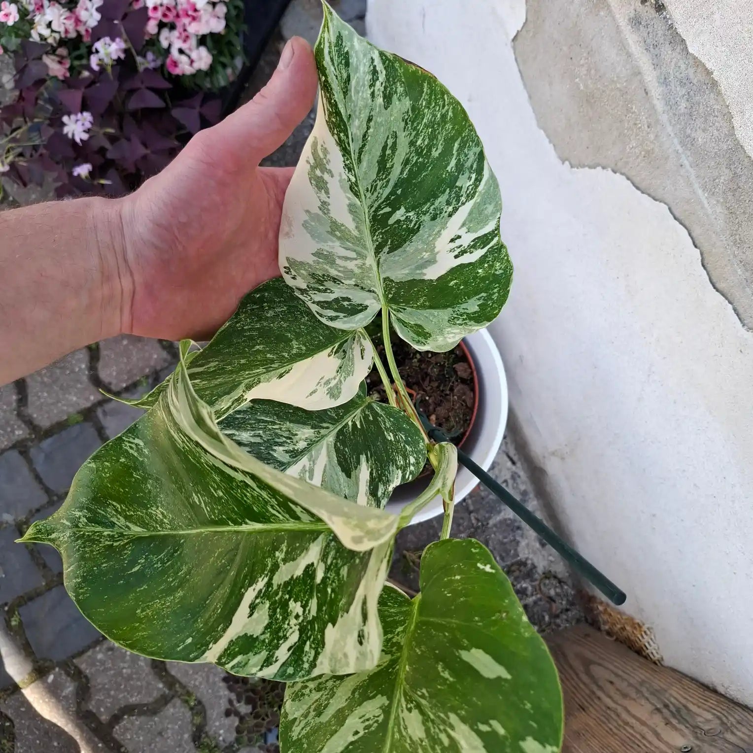 Monstera Deliciosa Albo Variegata (Konkrétny kus 5)