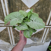Syngonium ‘Milk Confetti’