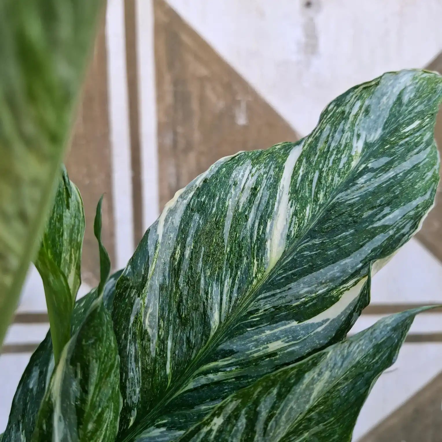 Spathiphyllum Diamond Variegata (Panašovaný lopatkovec)