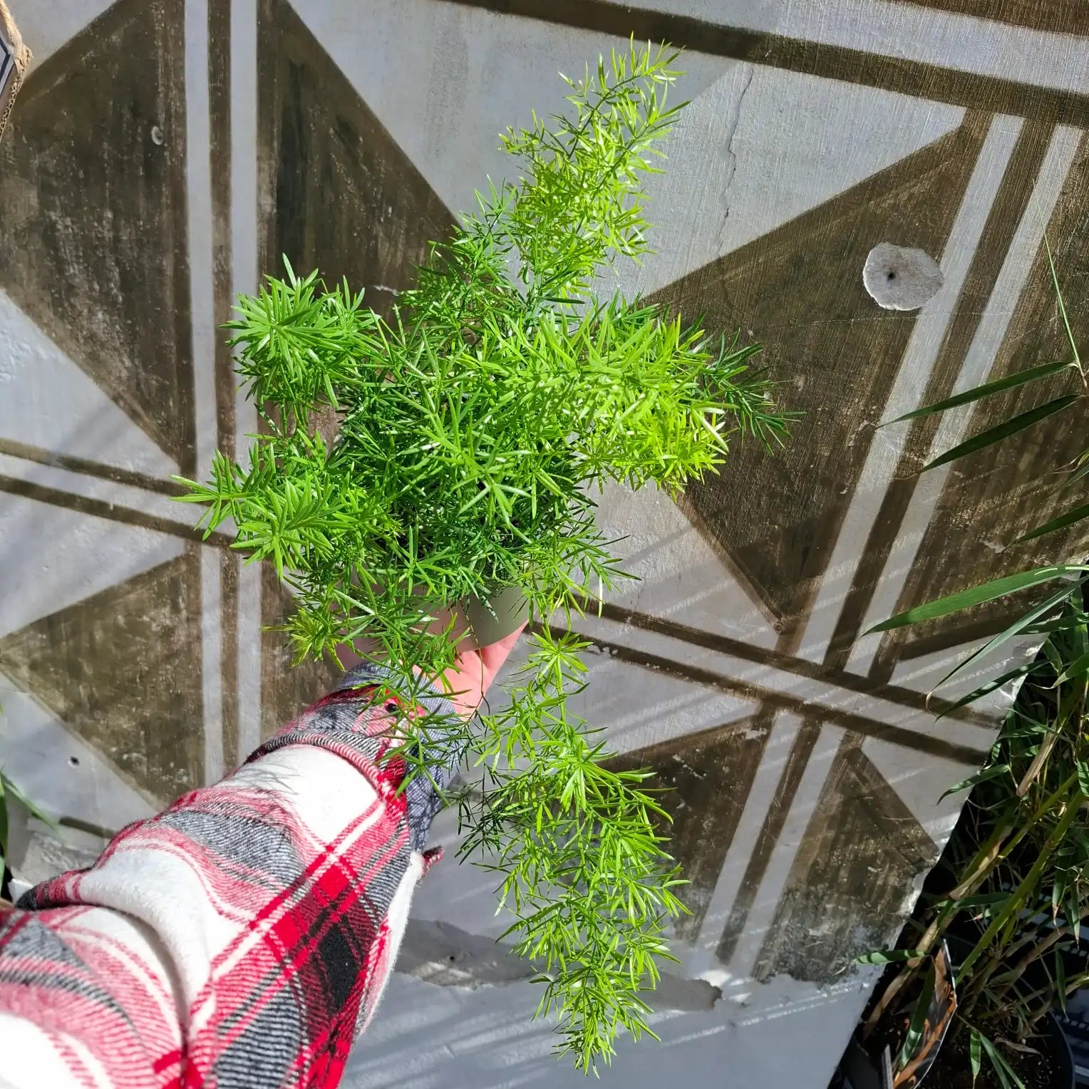 Asparagus Aethiopicus